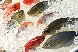 Fisch