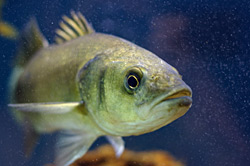 Seabass