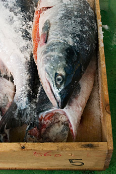 Lachs