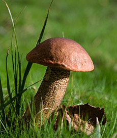 Birkenpilz