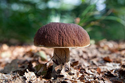 Steinpilz