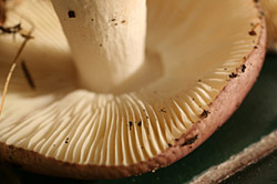 Wieselt�ubling