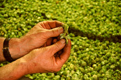 Hopfenernte