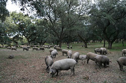 Iberico-Schweine auf der Weide