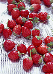 Frisch geerntete Erdbeeren
