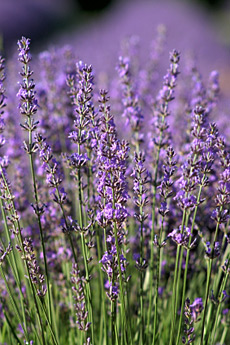 Lavenderfeld
