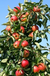 Apfelbaum