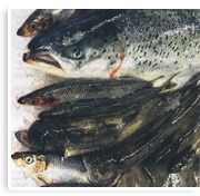 Frische Fische