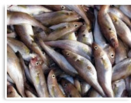 Fisch