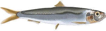 sardine