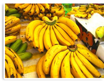Bananenstaude