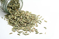 Fenchel