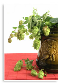 Hopfen