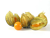 Physalis