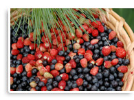 Wilde Beeren