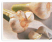 Knoblauch