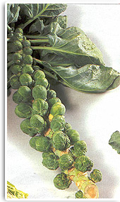 Rosenkohl