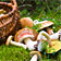 Wie Sie Wildpilze in Wald und Flur richtig sammeln und verwerten + leckere Rezepte mit Pilzen!