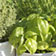 Im Fr�hling Kr�uter pflanzen und ernten