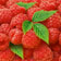 Himbeeren – Vielseitige Vitaminbomben frisch vom Feld