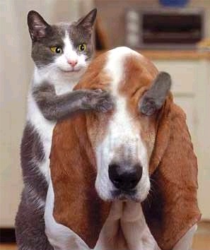 Katzen Blinde Kuh