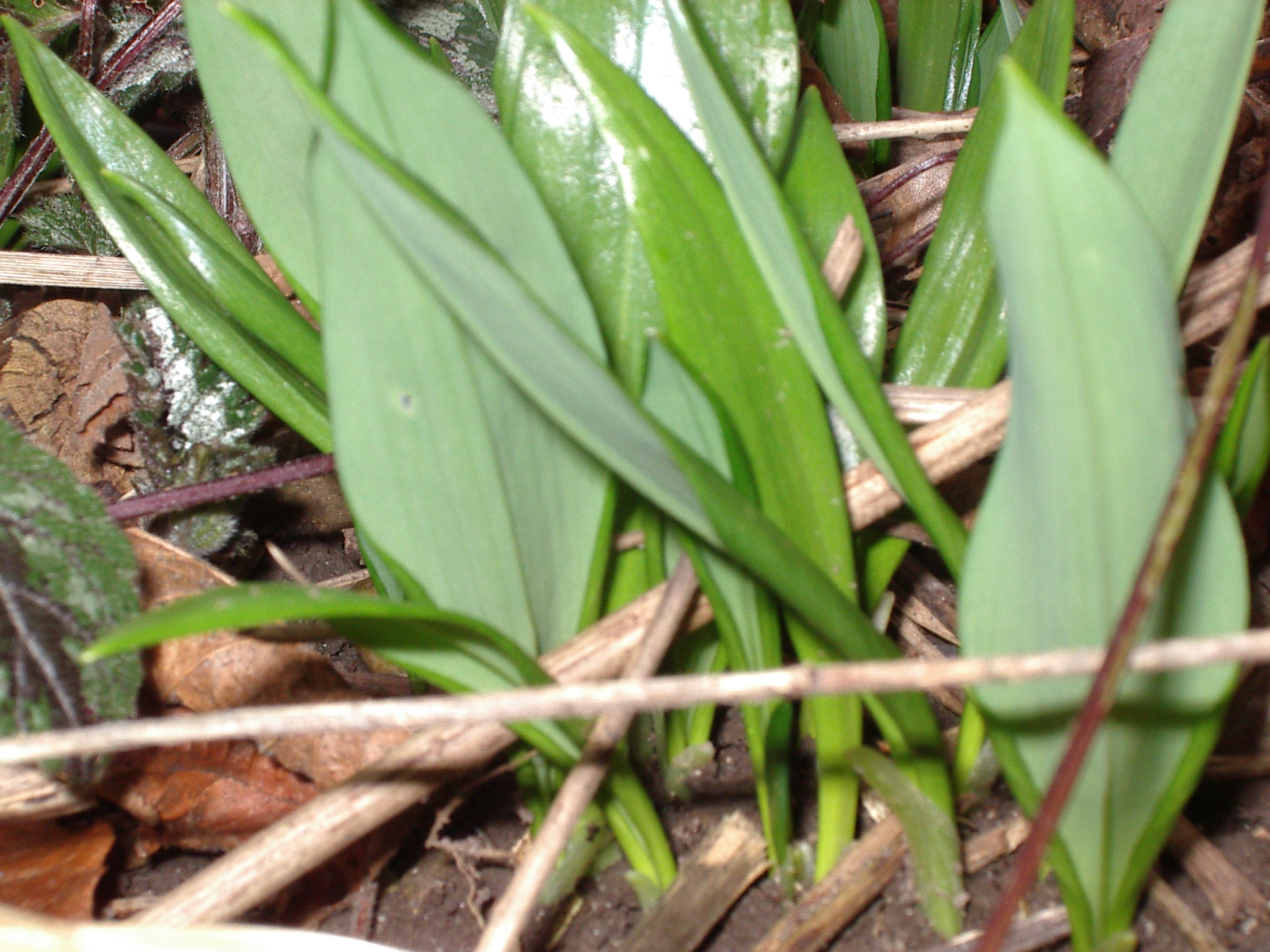 geburtstagswunsche am rosenmontag