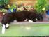 Unser Kater hat den Pflanztisch besetzt 