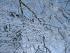Baumkrone mit Schnee