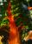 full_mangoldorange.jpg
