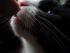 Kater und sein W�rstchen (irgendwie muss er sich ja in pose bringen lassen ;-) )