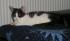 Am ersten Abend. Sie wird gerade von 2 erwachsenen Katzen b�se fixiert!