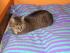 Eine sch�ne Katze!