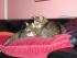 Kuschelkatzen
