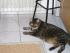 Am Anfang: Garfield liegt entt�uscht am leeren Futterplatz und will unbedingt Futter. Aber da muss er noch warten. Zwischendurch gibt es nix mehr. 