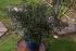 full_dsc01589.jpg