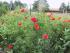Bam-bina Mohn03