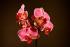 Diakoch Orchidee 1