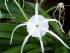 Spider lily
