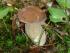 Ein wundersch�ner Steinpilz