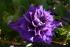 Clematisbl�te
