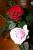 und so sahen die Rosen am n�chsten Tag aus