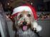 HoHoHo