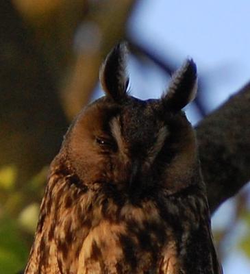 Familie Turmfalke Nachwuchs 139487358