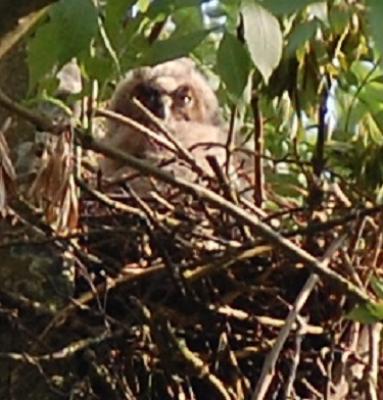 Familie Turmfalke Nachwuchs 1979541477