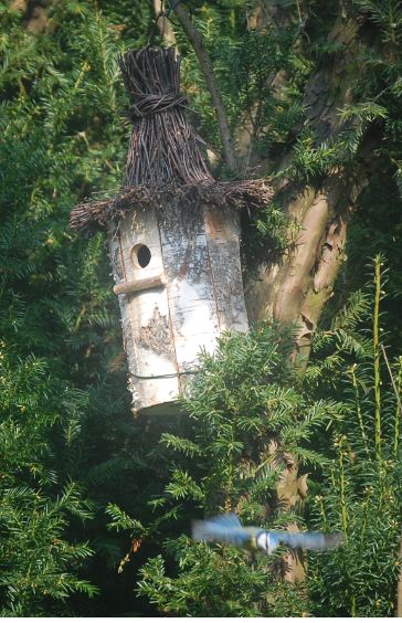 Familie Turmfalke Nachwuchs 814334965