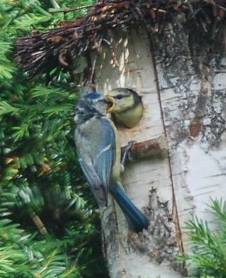 Familie Turmfalke Nachwuchs 382793052