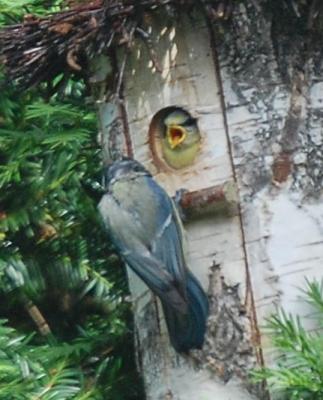 Familie Turmfalke Nachwuchs 4193079484