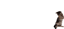 \"\"