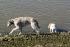 Alf und freundin an der Weser