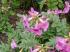 full_blume1.jpg